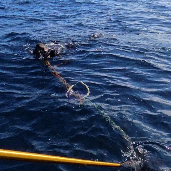 A sea turtle entangled in a rope being rescued with a pole in the ocean.