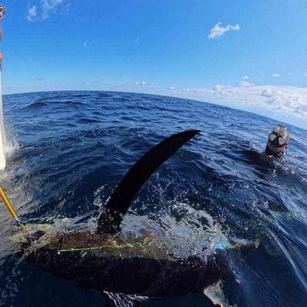 Person swimming near a large fish with a tall fin above the ocean surface under a blue sky.