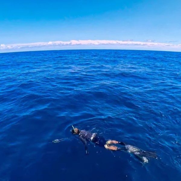 A snorkeler in a wetsuit floating on the surface of a vast blue ocean under a clear sky.